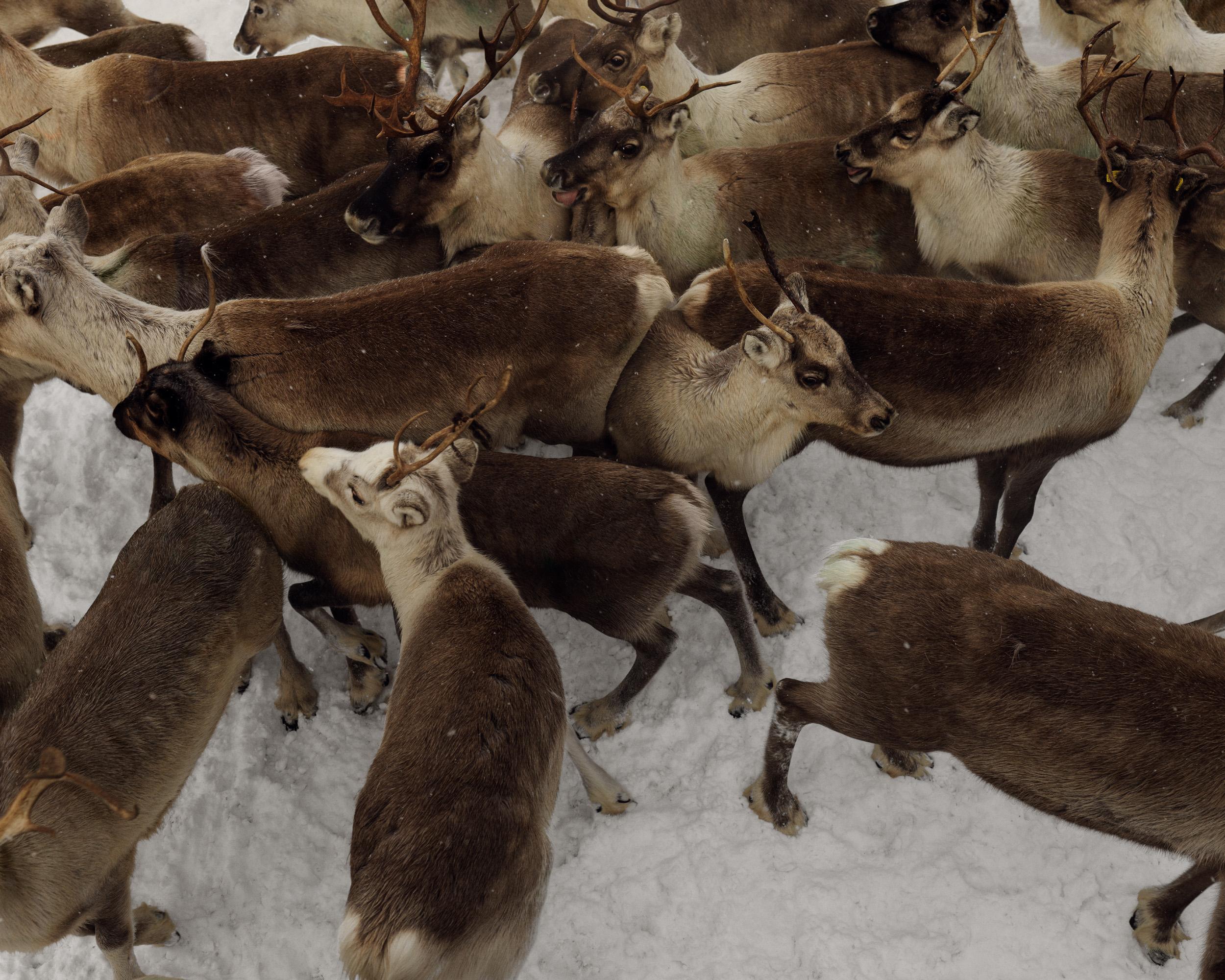 Roman Jehanno - "Samis"